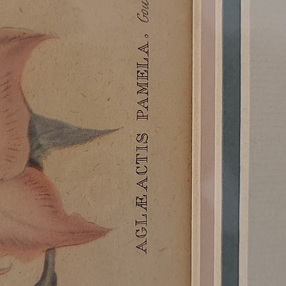 J. Gould and HC Richter Hummingbirds Aglaeactics Pamela Litho - Picture 8 of 16